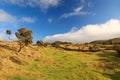 Azores landscape Ã¢â¬â grass, trees and blue sky